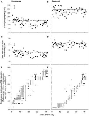 Temporally and Genetically Discrete Periods of Wheat Sensitivity to High Temperature